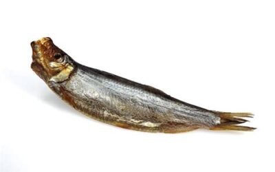 Fisch auf dem Trockenen